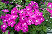 PETUNIA SURPHLOX WHITE STAR