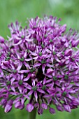 ALLIUM STRATOS