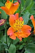 ALSTROEMERIA FLAMING STAR