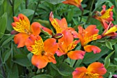 ALSTROEMERIA FLAMING STAR