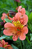 ALSTROEMERIA VENTURA