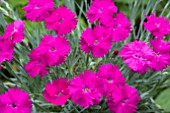 DIANTHUS NEON STAR