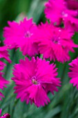 DIANTHUS NEON STAR