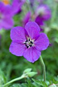 GERANIUM KASHMIR PURPLE