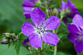 GERANIUM SYLVATICUM MAYFLOWER