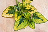 VARIEGATED LEMON BALM (MELISSA)