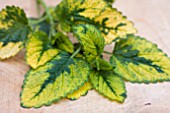 VARIEGATED LEMON BALM (MELISSA)