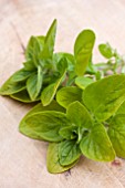 GOLDEN MARJORAM