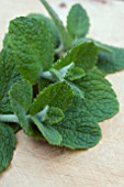 BOWLES MINT (EPICURE MINT)