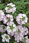 VERBENA AZTEC LILAC