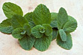 BOWLES MINT (EPICURE MINT)