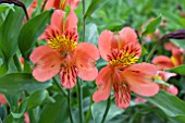 ALSTROEMERIA VENTURA