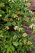 LONICERA SEMPERVIRENS SULPHUREA JOHN CLAYTON