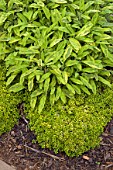 SALVIA ICTERINA AND THYMUS CITRIODORUS