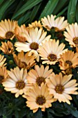 OSTEOSPERMUM VALENCIA (SUNADORA SERIES)