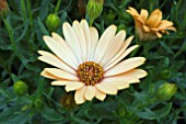 OSTEOSPERMUM VALENCIA (SUNADORA SERIES)