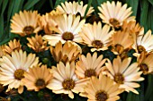 OSTEOSPERMUM VALENCIA (SUNADORA SERIES)