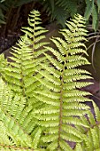 POLYSTICHUM BRAUNII