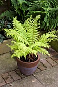 POLYSTICHUM BRAUNII IN A PATIO TUB