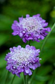 SCABIOSA BUTTERFLY BLUE