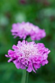 SCABIOSA PINK MIST