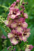 VERBASCUM JUNE JOHNSON