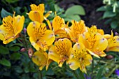 ALSTROEMERIA GOLDEN DELIGHT