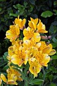 ALSTROEMERIA GOLDEN DELIGHT