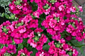 NEMESIA ANGELART RASPBERRY