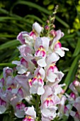 ANTIRRHINUM ANTHIRIDORA PINK