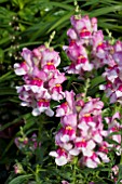 ANTIRRHINUM ANTHIRIDORA PURPLE