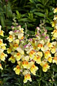 ANTIRRHINUM ANTHIRIDORA YELLOW