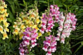 ANTIRRHINUM ANTHIRIDORA MIXED