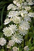 ASTRANTIA SNOWSTAR