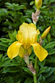 IRIS BERKELEY GOLD