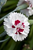 DIANTHUS BRIGHT EYES