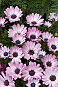 OSTEOSPERMUM CAPE ZANZIBAR PINK BICOLOUR