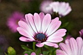 OSTEOSPERMUM CAPE ZANZIBAR PINK BICOLOUR