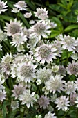 ASTRANTIA FLORENCE