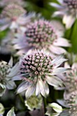 ASTRANTIA FLORENCE