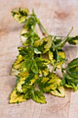 MELISSA OFFICINALIS VARIEGATA (VARIEGTAED LEMON BALM)