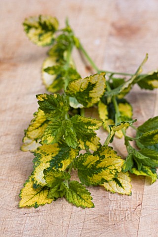 MELISSA_OFFICINALIS_VARIEGATA_VARIEGTAED_LEMON_BALM