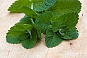 BOWLES MINT (EPICURE MINT)