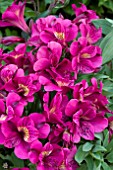 ALSTROEMERIA PRINCESS LOUISE