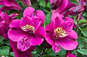 ALSTROEMERIA PRINCESS LOUISE