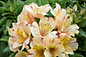 ALSTROEMERIA PRINCESS MARY