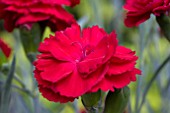DIANTHUS REBEKAH