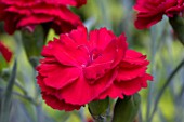 DIANTHUS REBEKAH