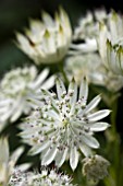 ASTRANTIA SNOWSTAR