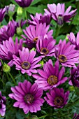 OSTEOSPERMUM SUNNY XANDRA